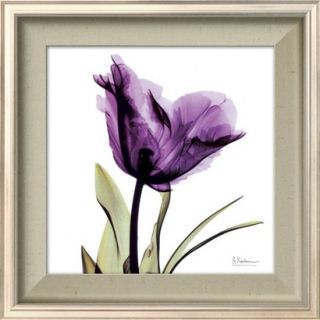 Art   Royal Purple Tulip Framed Print (16x16)