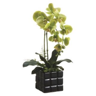 Green Orchid in Ceramic Block Pot