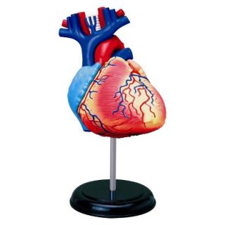John N. Hansen Human Heart Anatomy Model 3.0