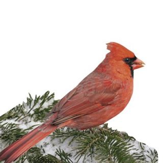 Paper House RED CARDINAL