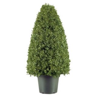 36 Boxwood Tree w/ Green Pot