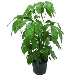 Delray Plants Schefflera Amate in 10 in. pot 10SCHEFF