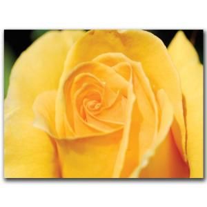 Trademark Fine Art 47 in. x 35 in. Yellow Rose Close Up Canvas Art KS221 C3547GG