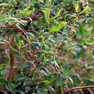 OnlinePlantCenter 48 in. Tall Corkscrew or Dragons Claw Willow Tree S363248A
