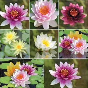 bloomsz Water Lily Plant Collection (8 Pack) 00446