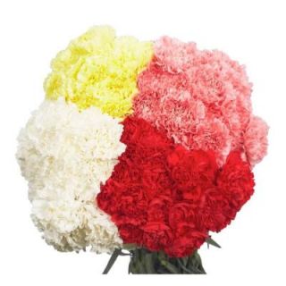 200 Stems Assorted Valentines Day Carnations 200 assorted carnations vd