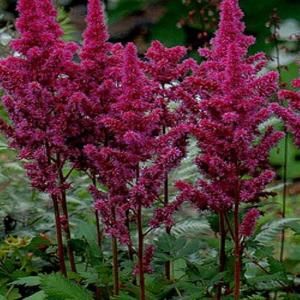 OnlinePlantCenter 1 gal. Visions in Red Meadow Sweet Astilbe Plant A168CL