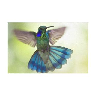 Green Violetears Hummingbird Michael Henry hier Gallery Wrap Canvas