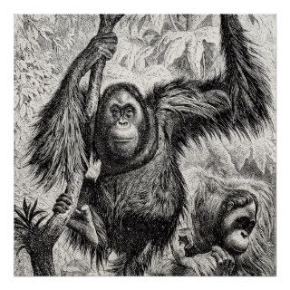Vintage Orangutan Illustration   1800's Monkey Posters