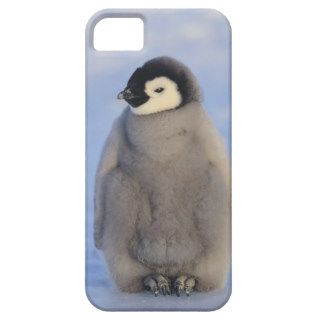Baby Emperor Penguin iPhone 5 Case
