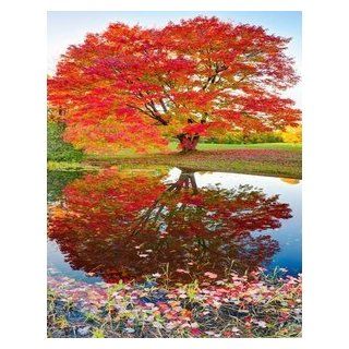 Maple Reflections (1000 Piece Puzzle by Springbok) Toys & Games