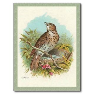 Victorian Thrush Vintage Birds Postcard