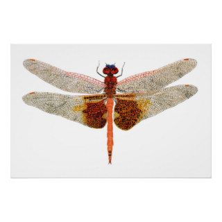 Carolina Saddl Dragonfly Print