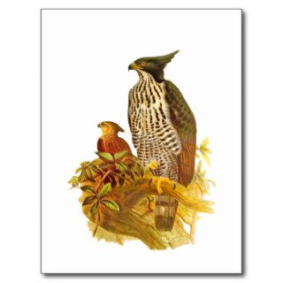 Changeable Hawk Eagle Post Cards