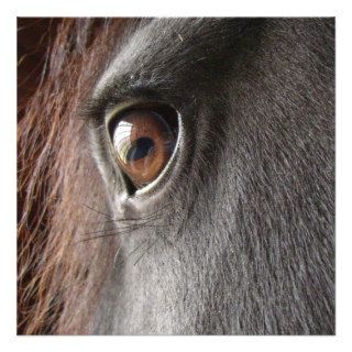 Friesian Horse Eye Invitation