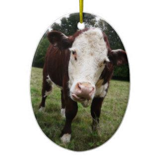 Hereford Cow Sticking out Tongue Ornament