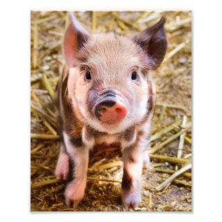 Cute Little Piglet Poster Photo