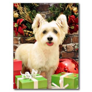 Christmas   Jack Russell Westie X   Lady Postcards