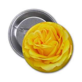Beautiful Yellow Rose Closeup Button