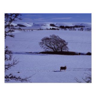 Snow covered fields containing sheep with the poster