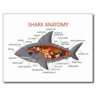 Shark Anatomy Postcards