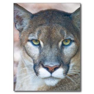 Cougar, mountain lion, Florida panther, Puma Postcard