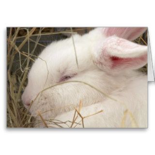 White albino netherland dwarf rabbit head card