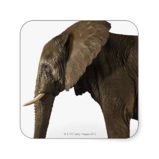 Elephant on white background, side view sticker
