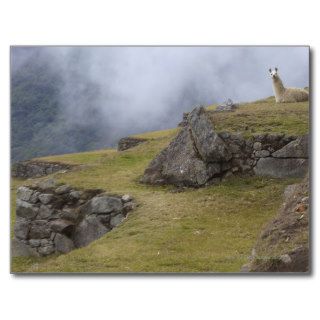 Llama (Lama glama) amongst the Inca terraces at Postcard