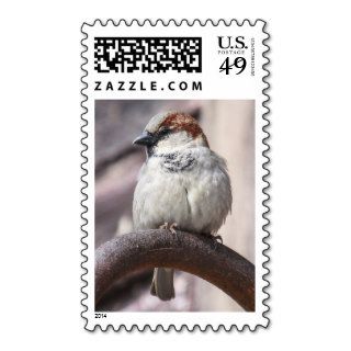 House Sparrow Postage