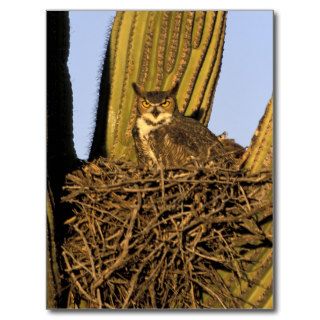 NA, USA, Arizona, Tucson. Great horned owl on Post Cards