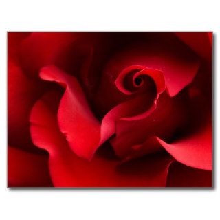Red Rose Close up   Customized Postcards