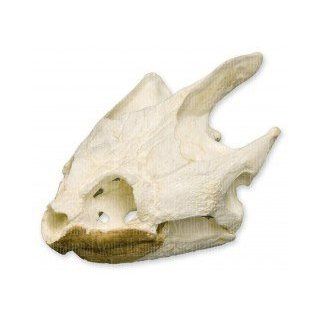 Snapping Turtle Skull (Teaching Quality Replica)