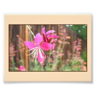 Pink Gaura Blooming Photo Print