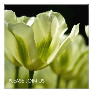 White & Green Variegated Tulips DSC0856 Invitations