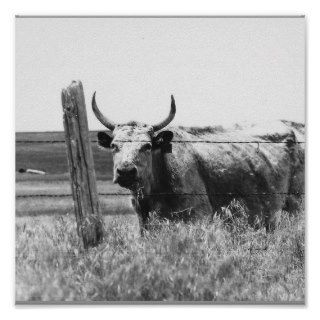 Black & White Photo Cow Posters