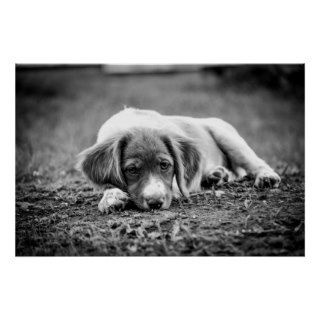 Black & White Lazy Brittany Puppy Poster