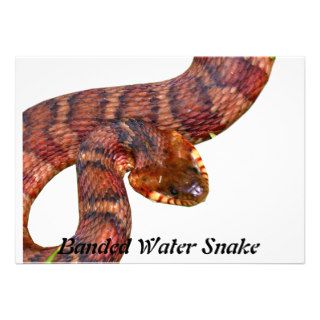 Banded Water Snake Custom Announcement