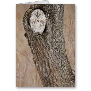 Ural Owl, Hokkaido, Japan Card