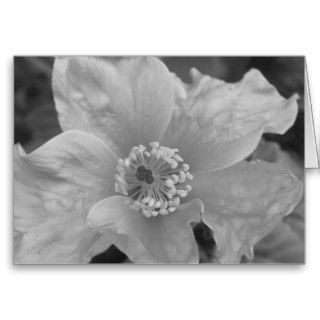 Black and White Hibiscus Greeting Cards