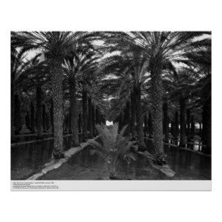 Date Palm Grove during Irrigation, 1966 Print