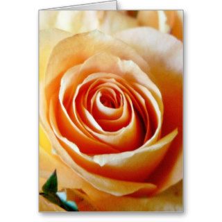 Apricot Colored Rose Closeup Greeting Card