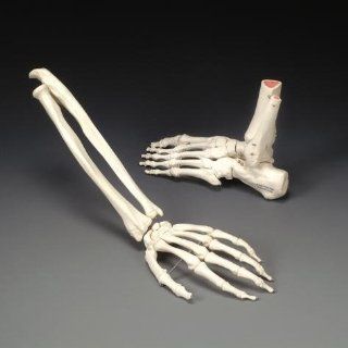Skeletal Hand Anatomical Model