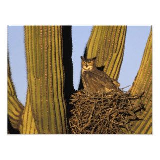 NA, USA, Arizona, Tucson. Great horned owl on Photo