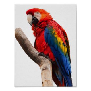 Beautiful Colorful Scarlet Macaw Parrot Bird Posters