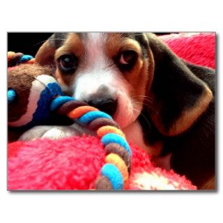 Cute Beagle Puppy Postcards