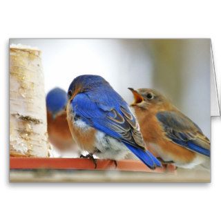 Blue birds coming for thawed water in the winter 2 cards