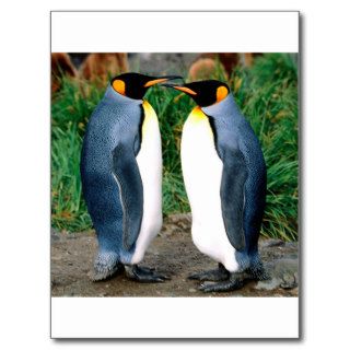 Penguin Getting All The Gossip King Post Card
