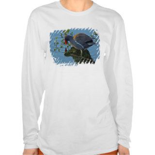 Common Gallinule 2 T shirts