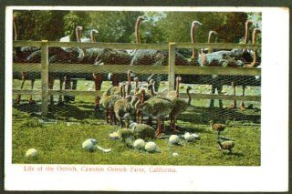 Cawston Ostrich Farm CA postcard 191? Entertainment Collectibles